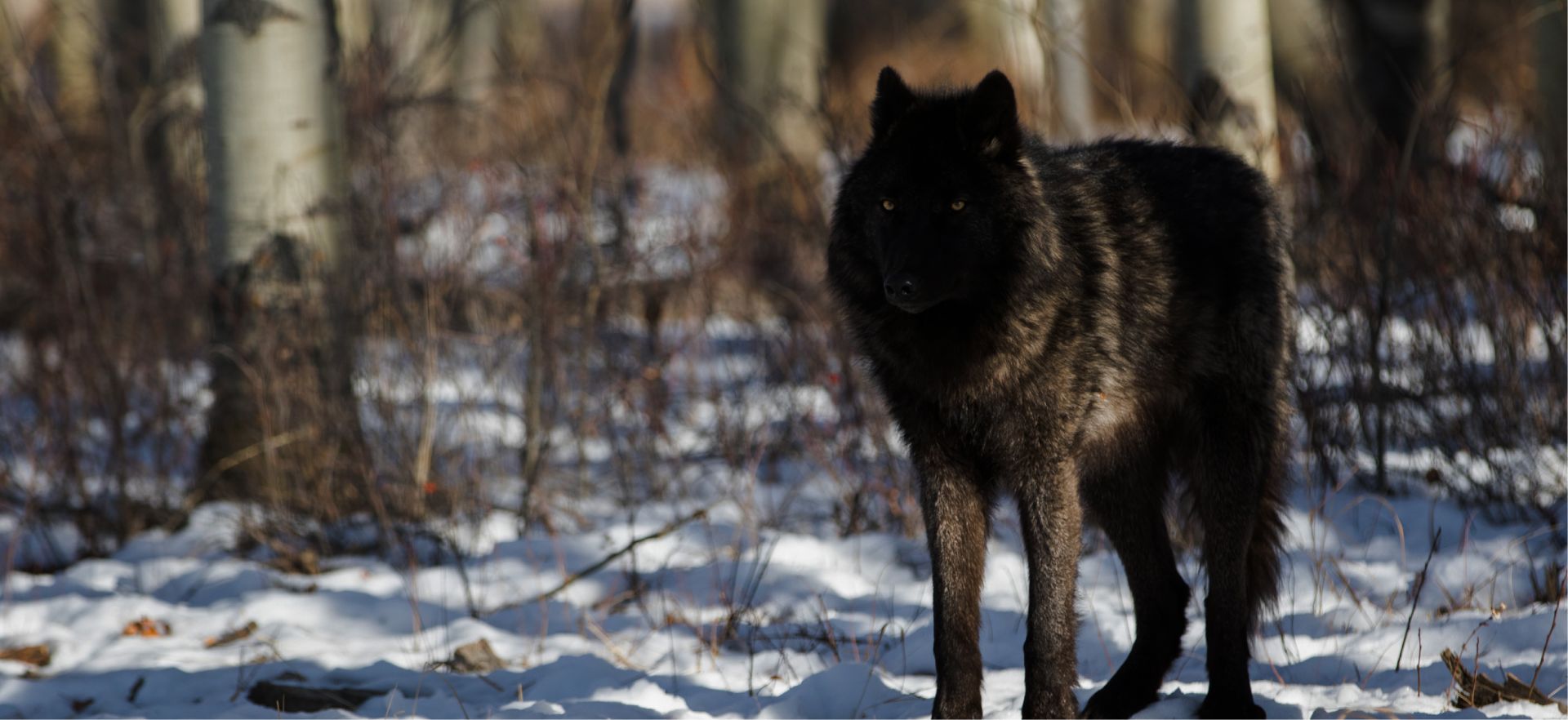 Join the pack — wolves in snowy woodland